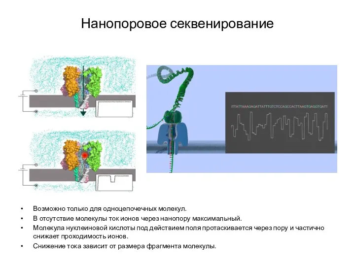 Нанопоровое секвенирование Возможно только для одноцепочечных молекул. В отсутствие молекулы