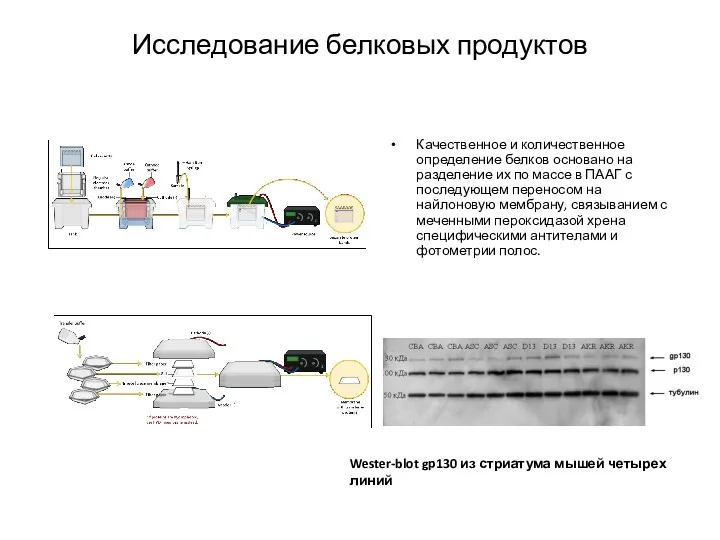 Исследование белковых продуктов Качественное и количественное определение белков основано на