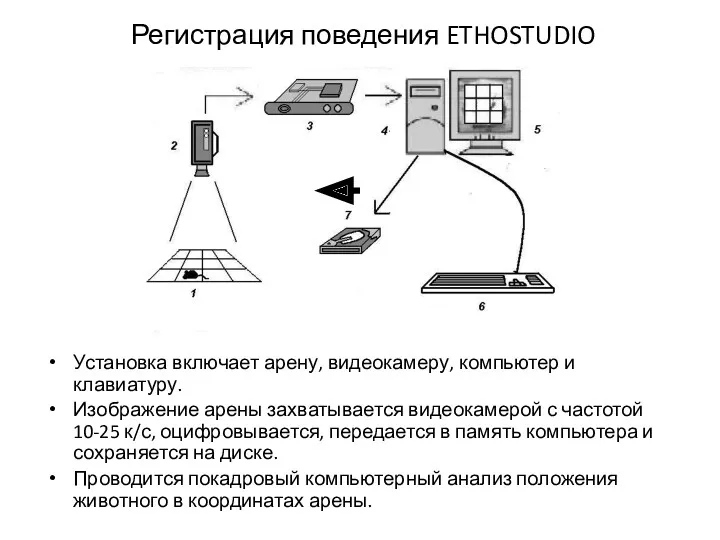 Регистрация поведения ETHOSTUDIO Установка включает арену, видеокамеру, компьютер и клавиатуру.