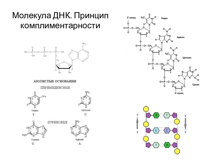 Молекула ДНК. Принцип комплиментарности