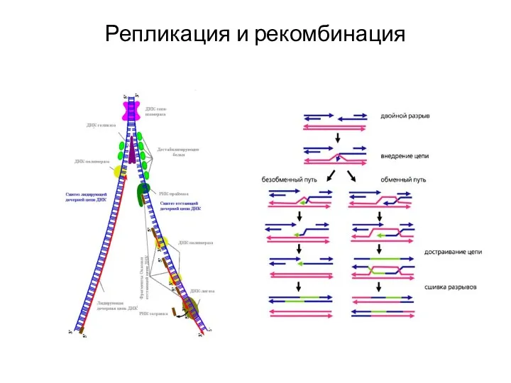 Репликация и рекомбинация