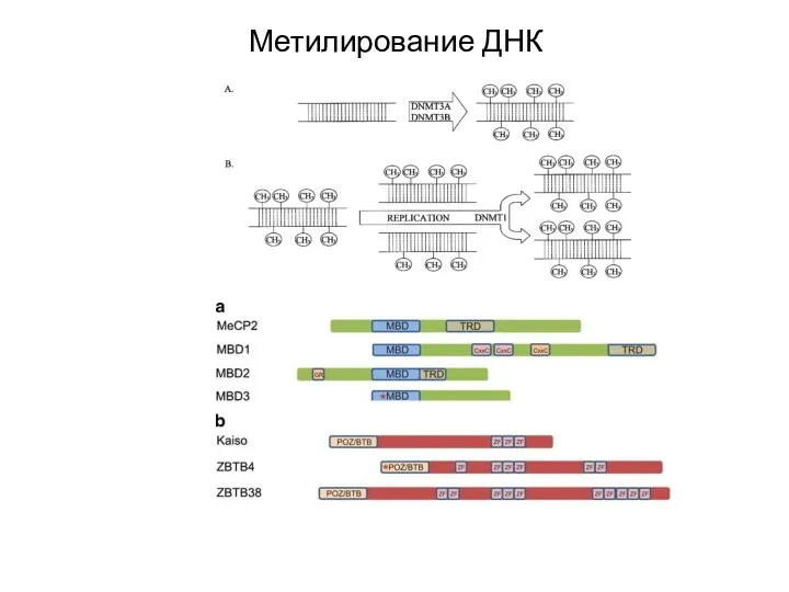 Метилирование ДНК