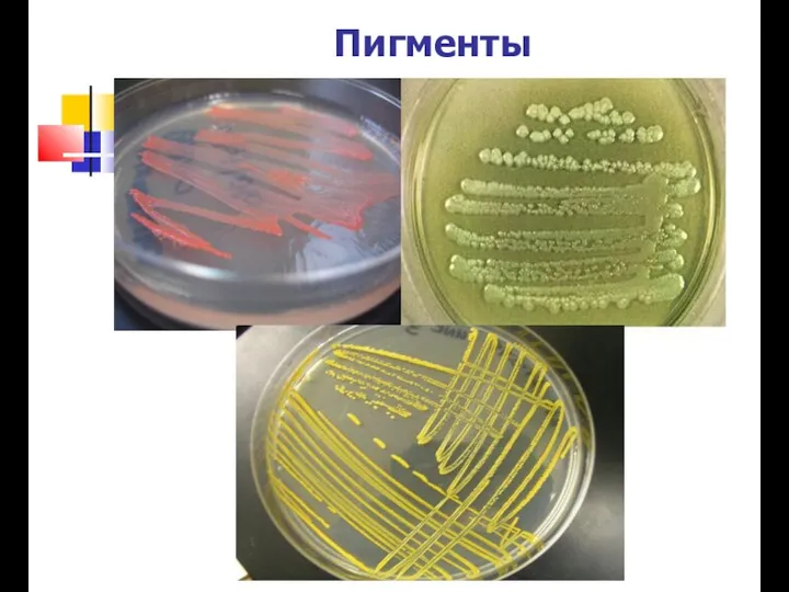 Пигменты