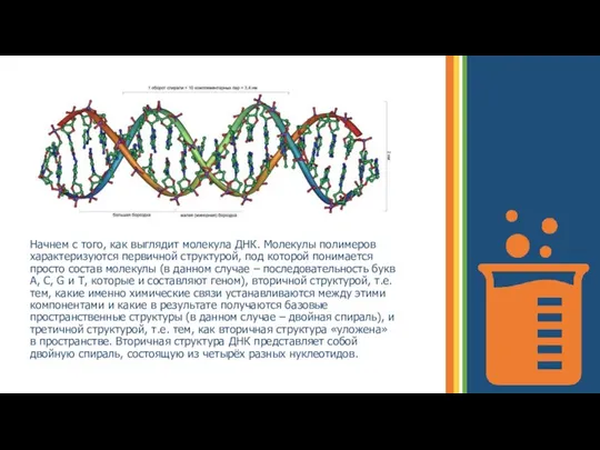 Начнем с того, как выглядит молекула ДНК. Молекулы полимеров характеризуются