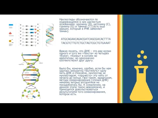 Нуклеотиды обозначаются по содержащимся в них азотистым основаниям: аденину (A),
