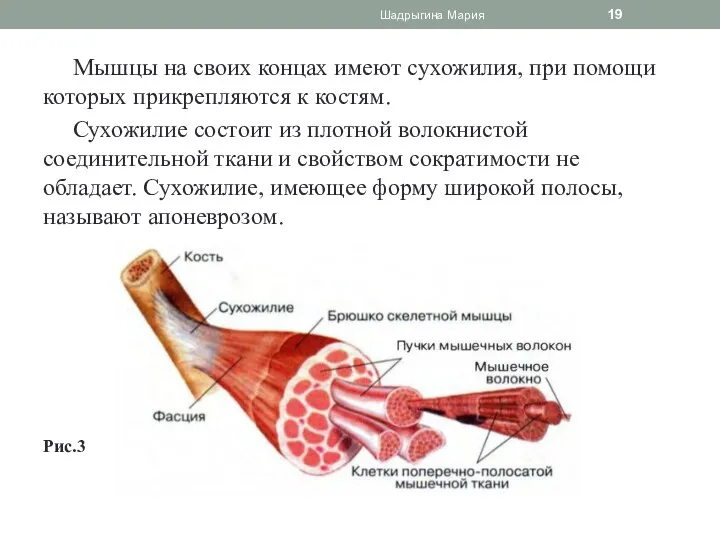 Мышцы на своих концах имеют сухожилия, при помощи которых прикрепляются