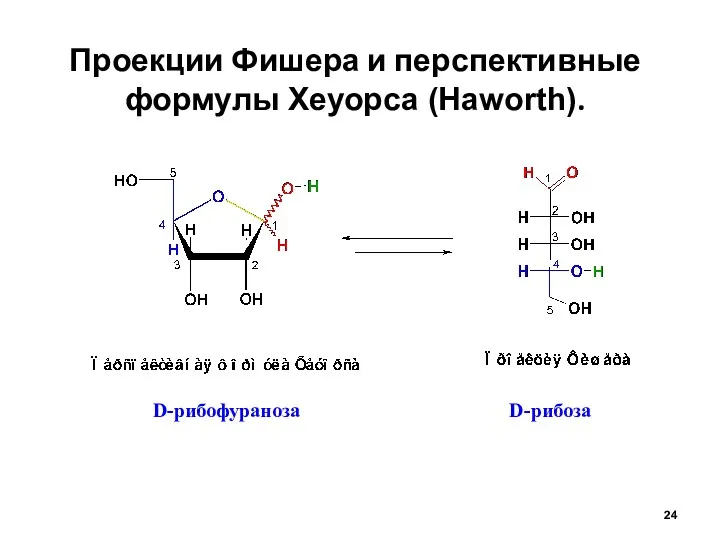 Проекции Фишера и перспективные формулы Хеуорса (Haworth). D-рибоза D-рибофураноза