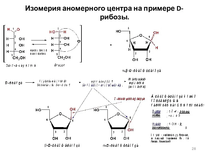 Изомерия аномерного центра на примере D-рибозы.