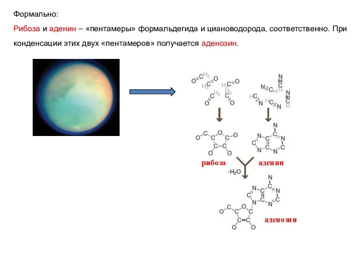 Формально: Рибоза и аденин – «пентамеры» формальдегида и циановодорода, соответственно.