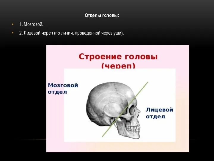 Отделы головы: 1. Мозговой. 2. Лицевой череп (по линии, проведенной через уши).