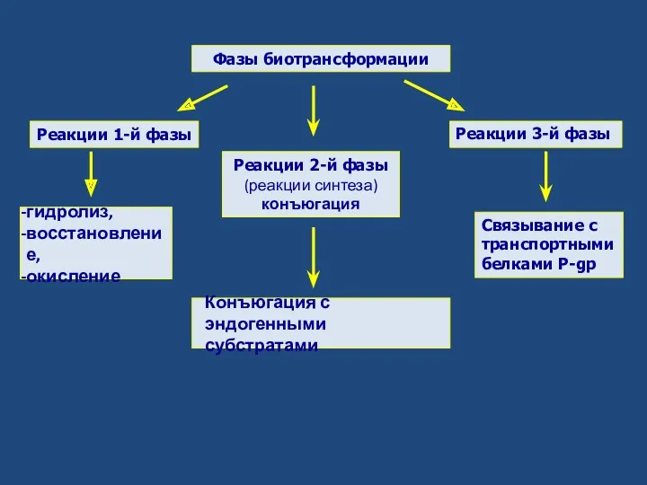 Фазы биотрансформации Реакции 1-й фазы Реакции 2-й фазы (реакции синтеза) конъюгация гидролиз, восстановление,