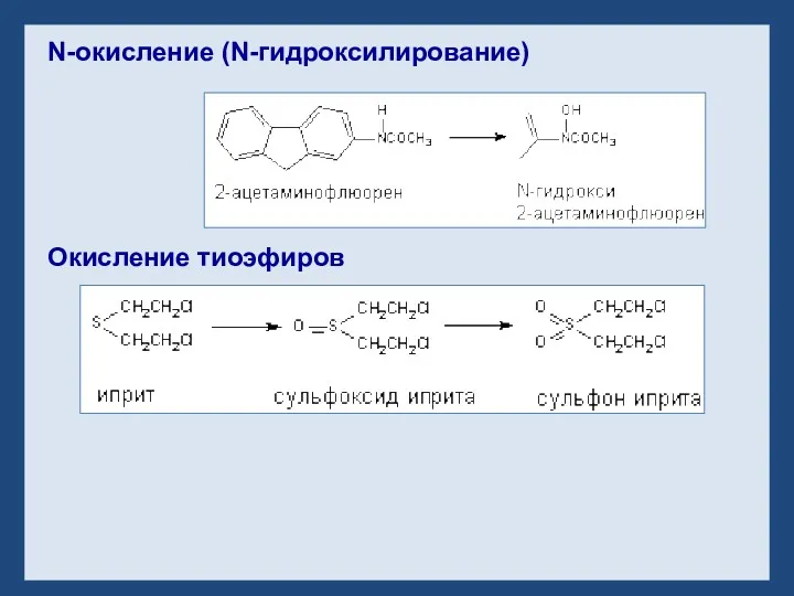 N-окисление (N-гидроксилирование) Окисление тиоэфиров