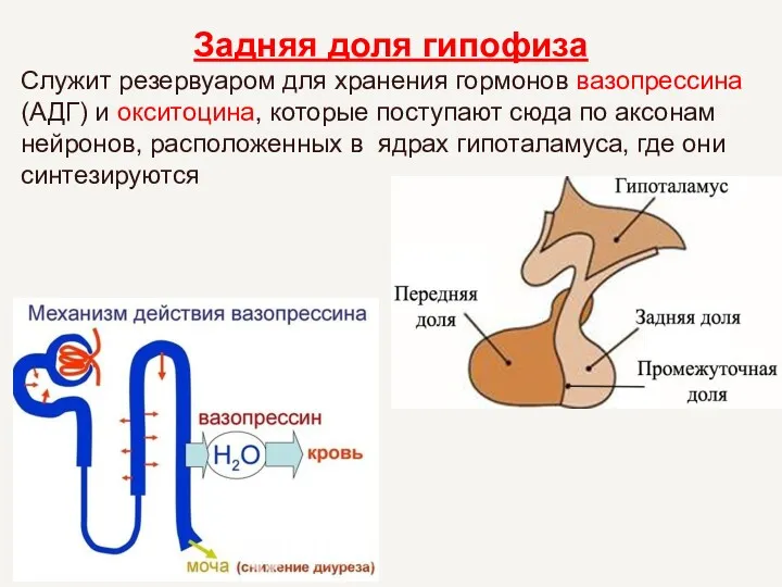 Задняя доля гипофиза Служит резервуаром для хранения гормонов вазопрессина (АДГ) и окситоцина, которые