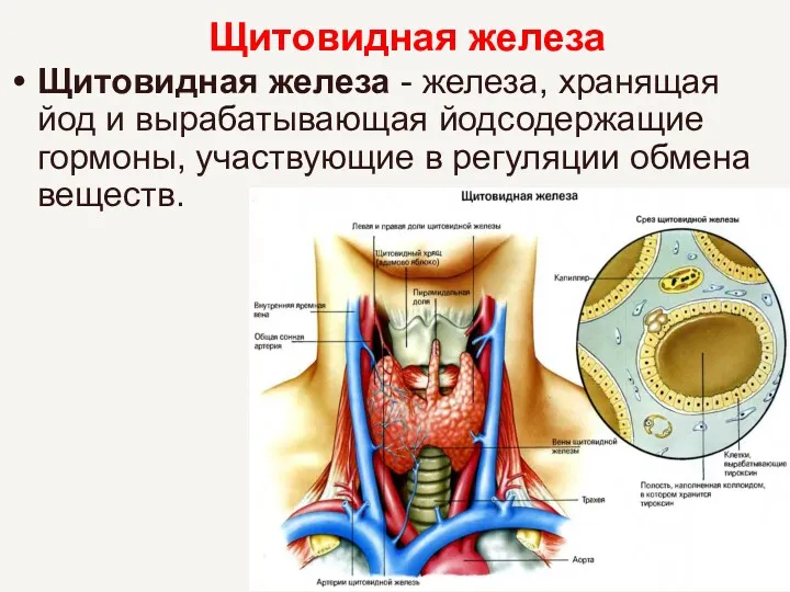 Щитовидная железа Щитовидная железа - железа, хранящая йод и вырабатывающая йодсодержащие гормоны, участвующие