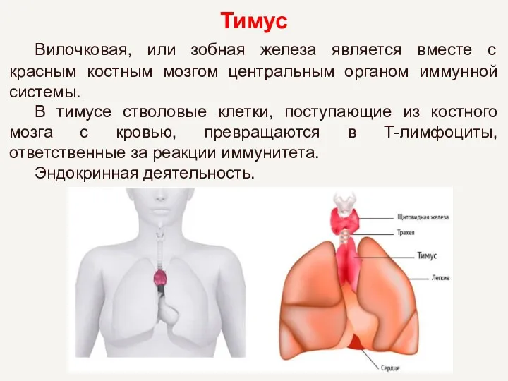 Тимус Вилочковая, или зобная железа является вместе с красным костным