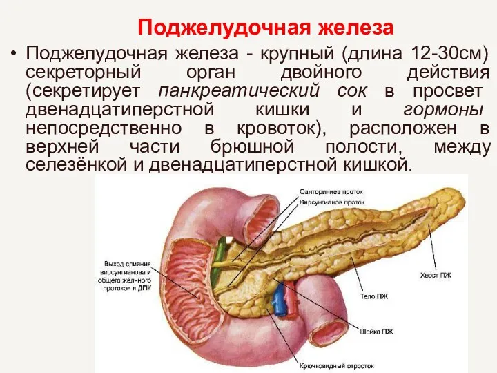 Поджелудочная железа Поджелудочная железа - крупный (длина 12-30см) секреторный орган двойного действия (секретирует