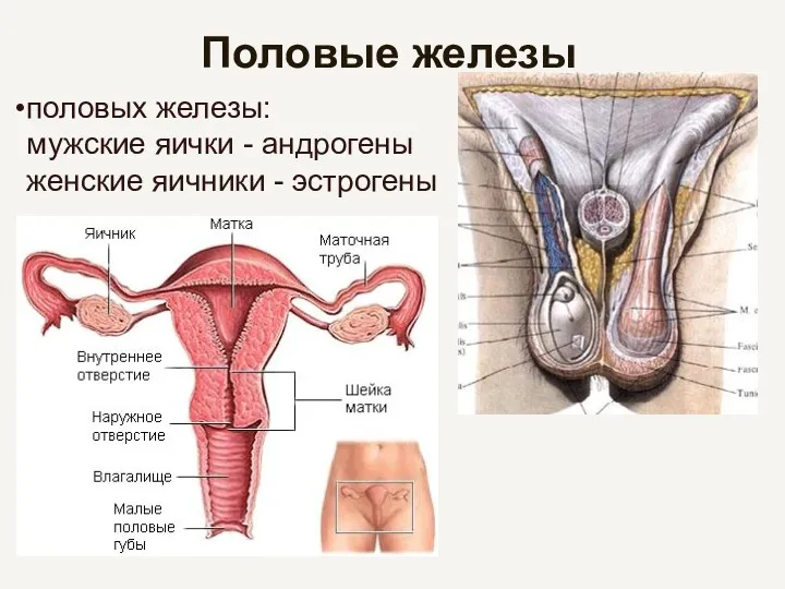 Половые железы половых железы: мужские яички - андрогены женские яичники - эстрогены
