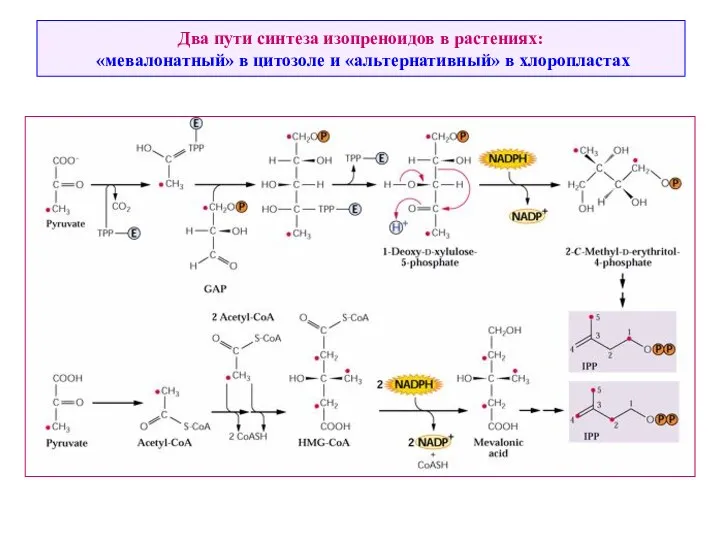 Два пути синтеза изопреноидов в растениях: «мевалонатный» в цитозоле и «альтернативный» в хлоропластах