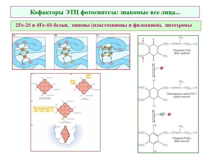 Кофакторы ЭТЦ фотосинтеза: знакомые все лица... 2Fe-2S и 4Fe-4S-белки, хиноны (пластохиноны и филохинон), цитохромы