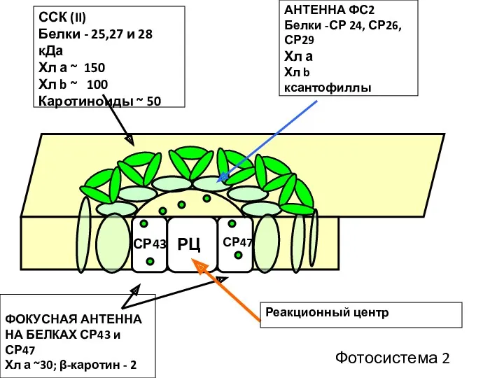 ССК (II) Белки - 25,27 и 28 кДа Хл а