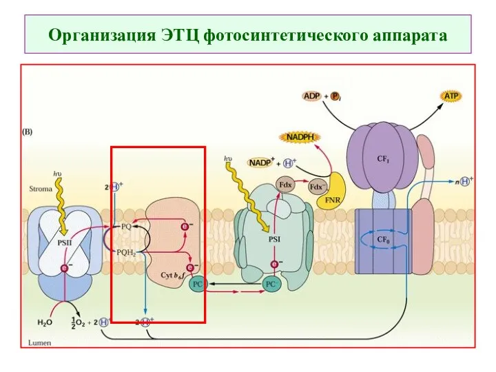 Организация ЭТЦ фотосинтетического аппарата