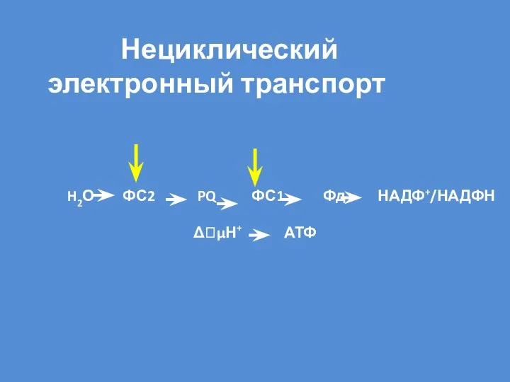 Нециклический электронный транспорт H2О ФС2 PQ ФС1 Фд НАДФ+/НАДФН ΔμН+ АТФ