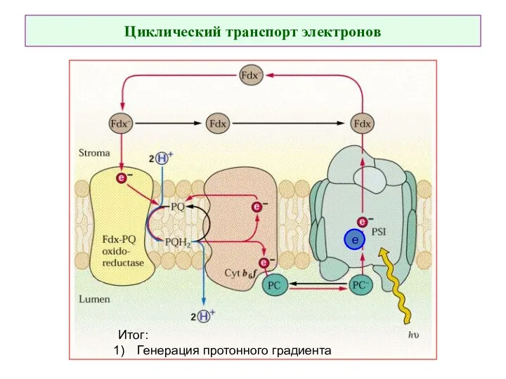 Циклический транспорт электронов е Итог: Генерация протонного градиента