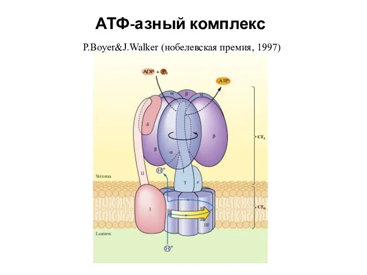 АТФ-азный комплекс P.Boyer&J.Walker (нобелевская премия, 1997)