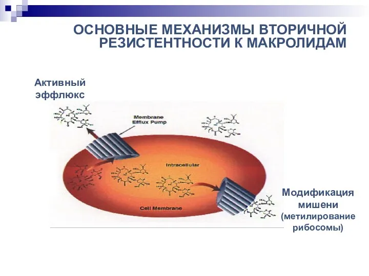 ОСНОВНЫЕ МЕХАНИЗМЫ ВТОРИЧНОЙ РЕЗИСТЕНТНОСТИ К МАКРОЛИДАМ Активный эффлюкс Модификация мишени (метилирование рибосомы)