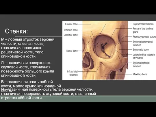 Стенки: М – лобный отросток верхней челюсти, слезная кость, глазничная