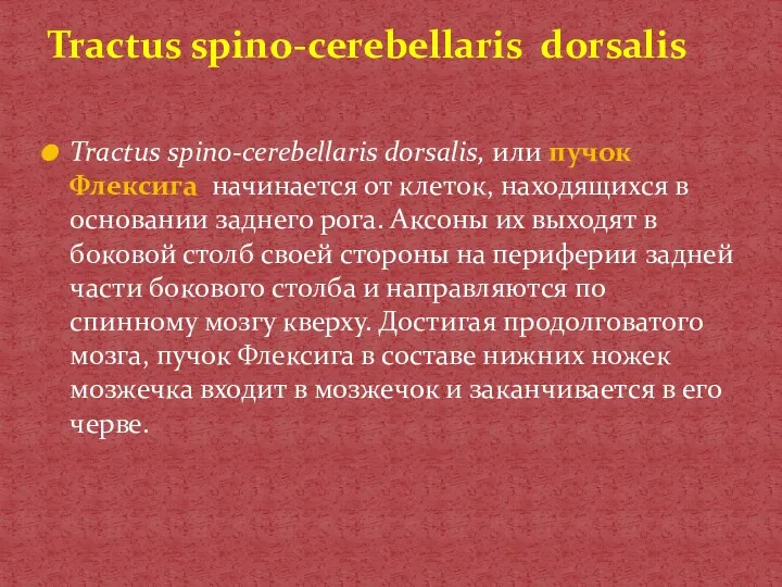 Tractus spino-cerebellaris dorsalis, или пучок Флексига начинается от клеток, находящихся