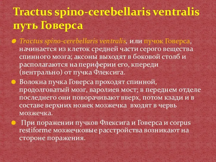 Tractus spino-cerebellaris ventralis, или пучок Говерса, начинается из клеток средней