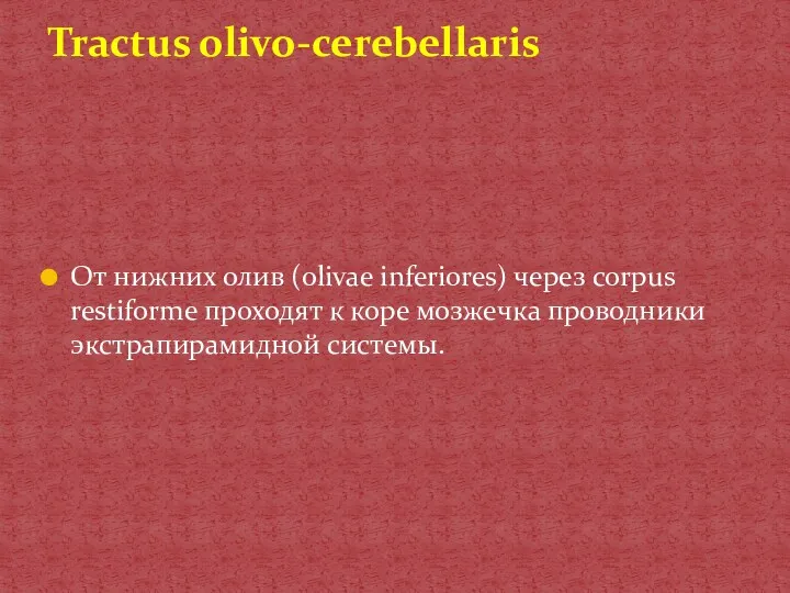 От нижних олив (olivae inferiores) через corpus restiforme проходят к