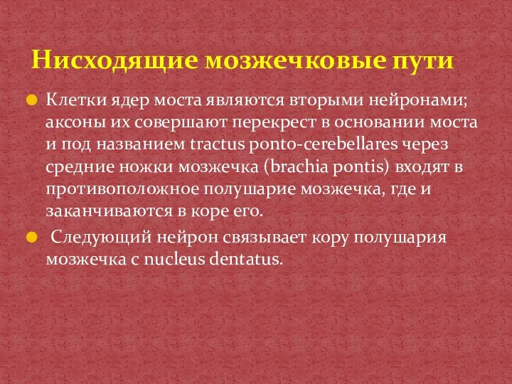 Клетки ядер моста являются вторыми нейронами; аксоны их совершают перекрест