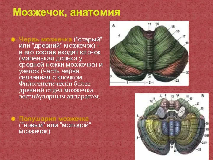 Мозжечок, анатомия Червь мозжечка ("старый" или "древний" мозжечок) - в