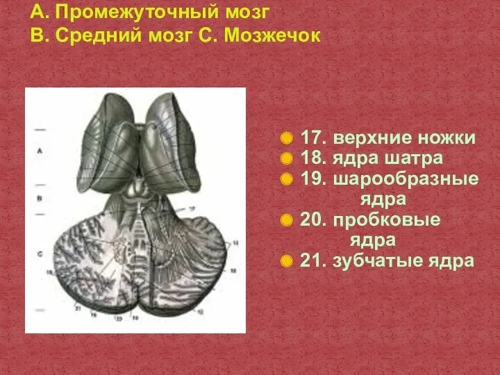 A. Промежуточный мозг B. Средний мозг C. Мозжечок 17. верхние