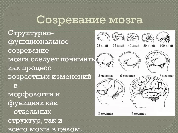 Созревание мозга Структурно- функциональное созревание мозга следует понимать как процесс