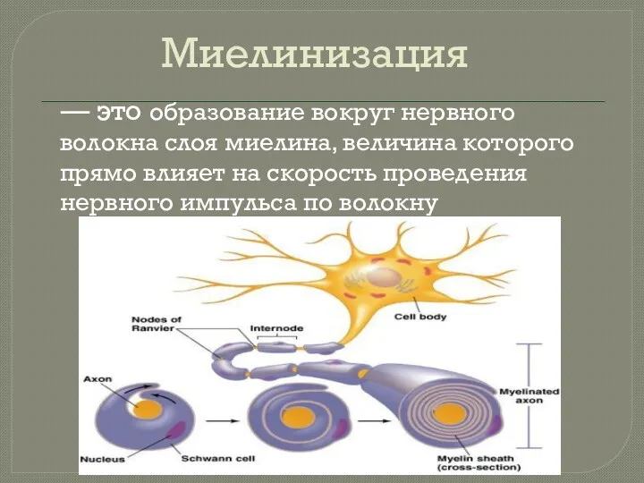 Миелинизация — это образование вокруг нервного волокна слоя миелина, величина