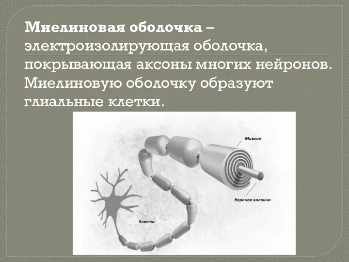 Миелиновая оболочка – электроизолирующая оболочка, покрывающая аксоны многих нейронов. Миелиновую оболочку образуют глиальные клетки.