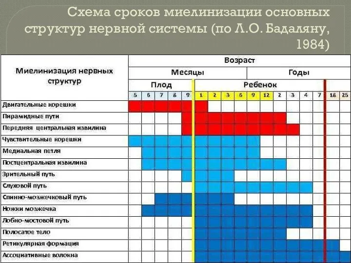 Схема сроков миелинизации основных структур нервной системы (по Л.О. Бадаляну, 1984)