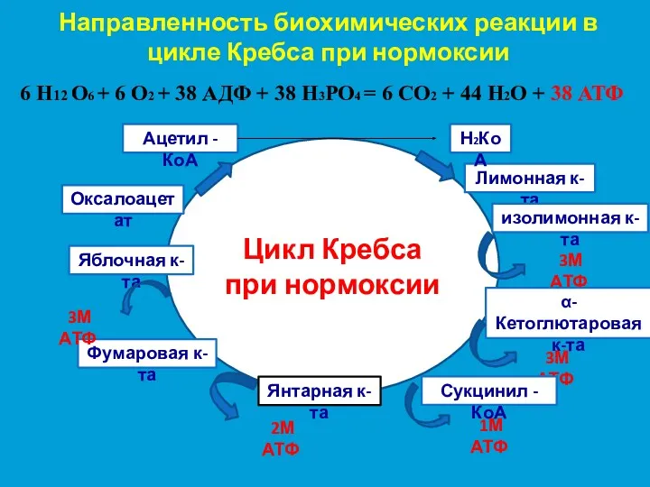 Цикл Кребса при нормоксии Ацетил - КоА Оксалоацетат Яблочная к-та