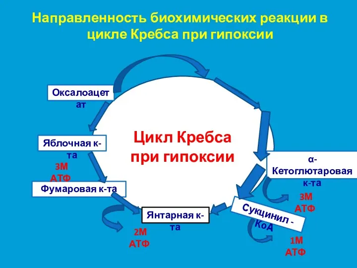 Направленность биохимических реакции в цикле Кребса при гипоксии Цикл Кребса