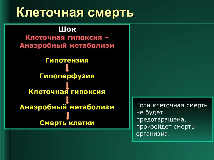 Клеточная смерть 6-10 Шок Клеточная гипоксия – Анаэробный метаболизм Гипотензия