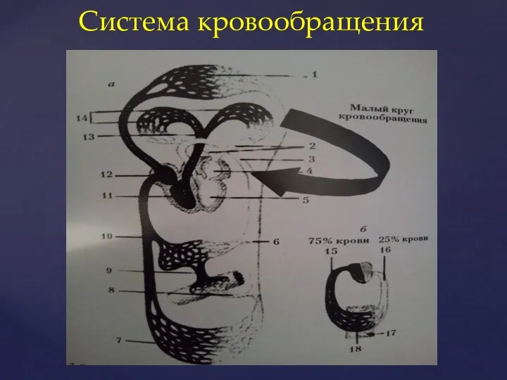 Система кровообращения