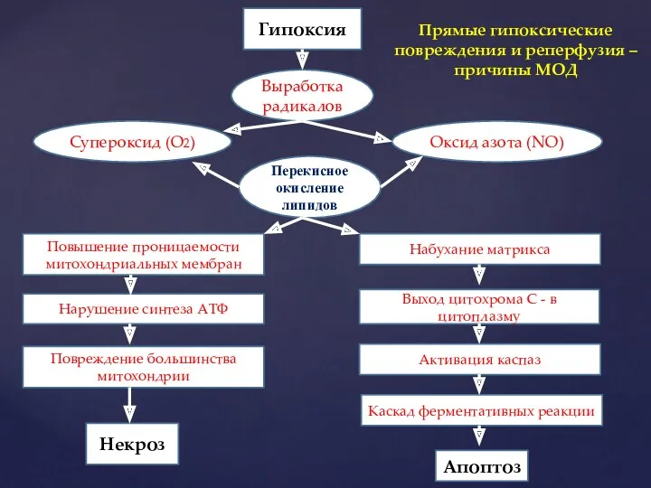 Гипоксия Выработка радикалов Оксид азота (NO) Супероксид (О2) Перекисное окисление