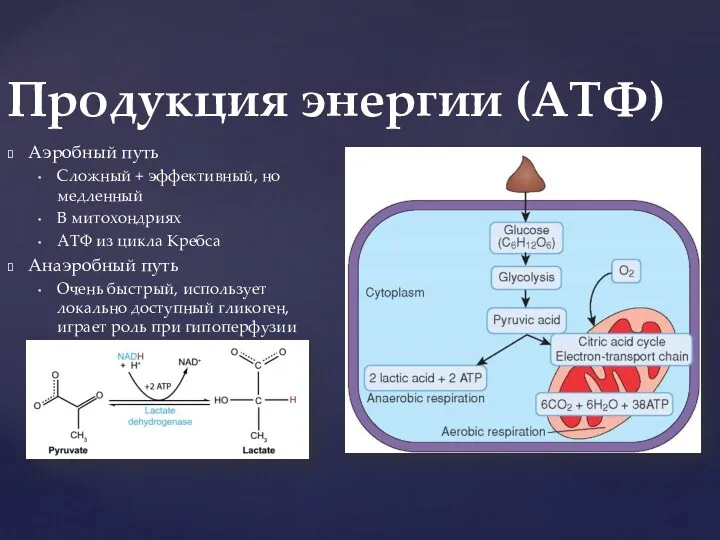 Аэробный путь Cложный + эффективный, но медленный В митохондриях АТФ