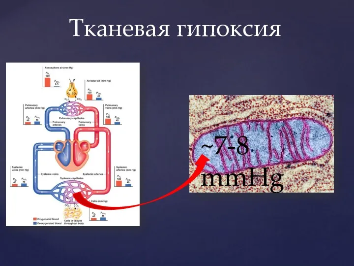 Тканевая гипоксия ~7-8 mmHg