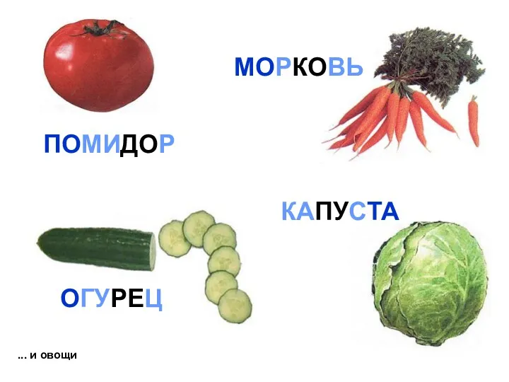 ... и овощи КАПУСТА ПОМИДОР МОРКОВЬ ОГУРЕЦ