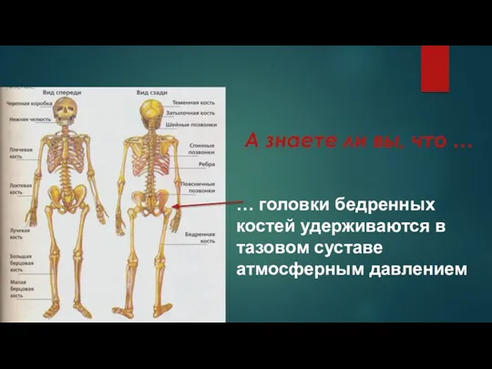 … головки бедренных костей удерживаются в тазовом суставе атмосферным давлением А знаете ли вы, что …