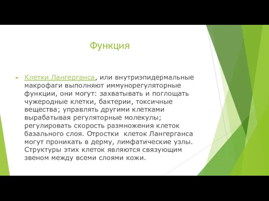 Функция Клетки Лангерганса, или внутриэпидермальные макрофаги выполняют иммунорегуляторные функции, они